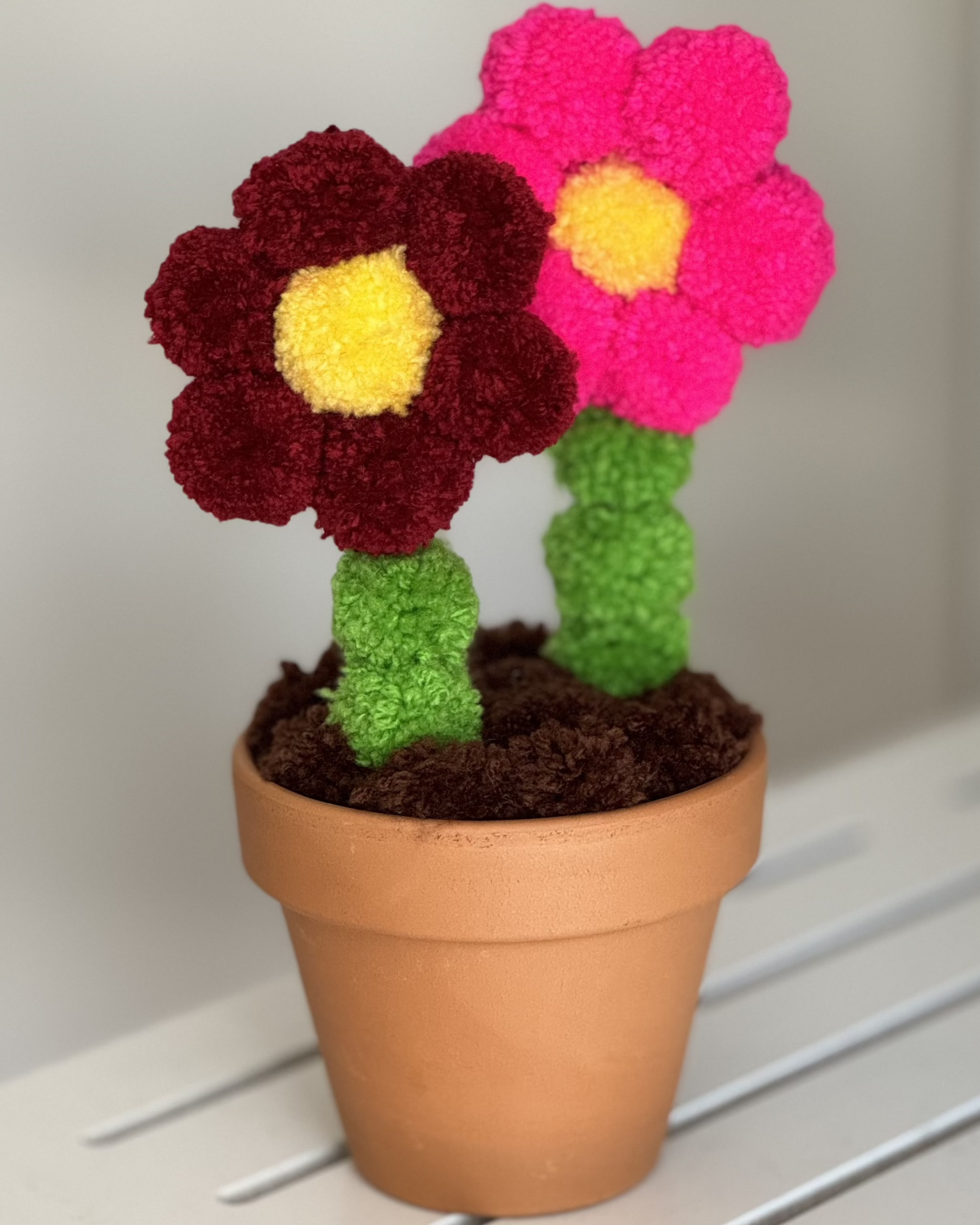 Pom pom roža, iz cofov v glinenem lončku, dve roži 