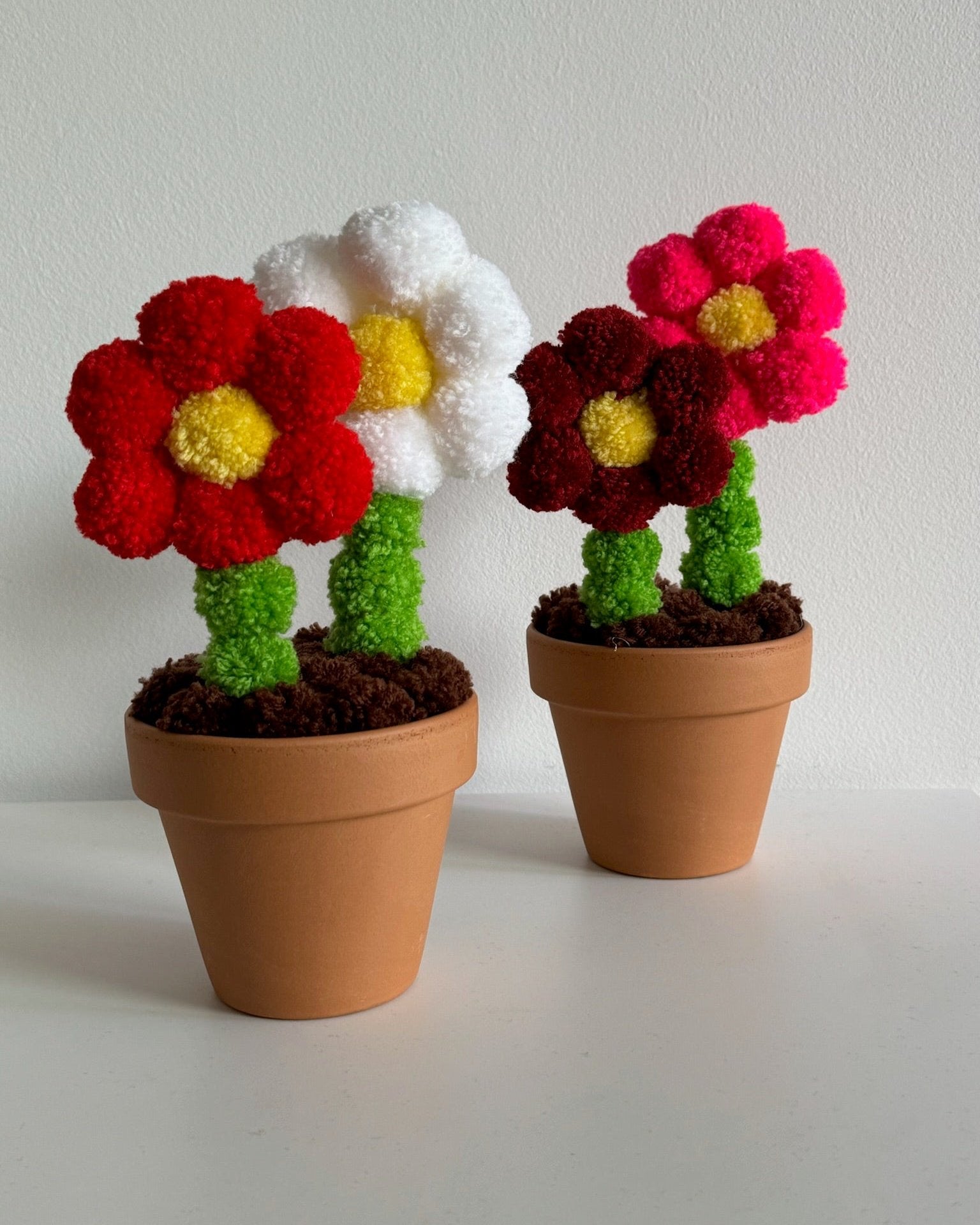 Dve pom pom roži v glinenem lončku na mizi