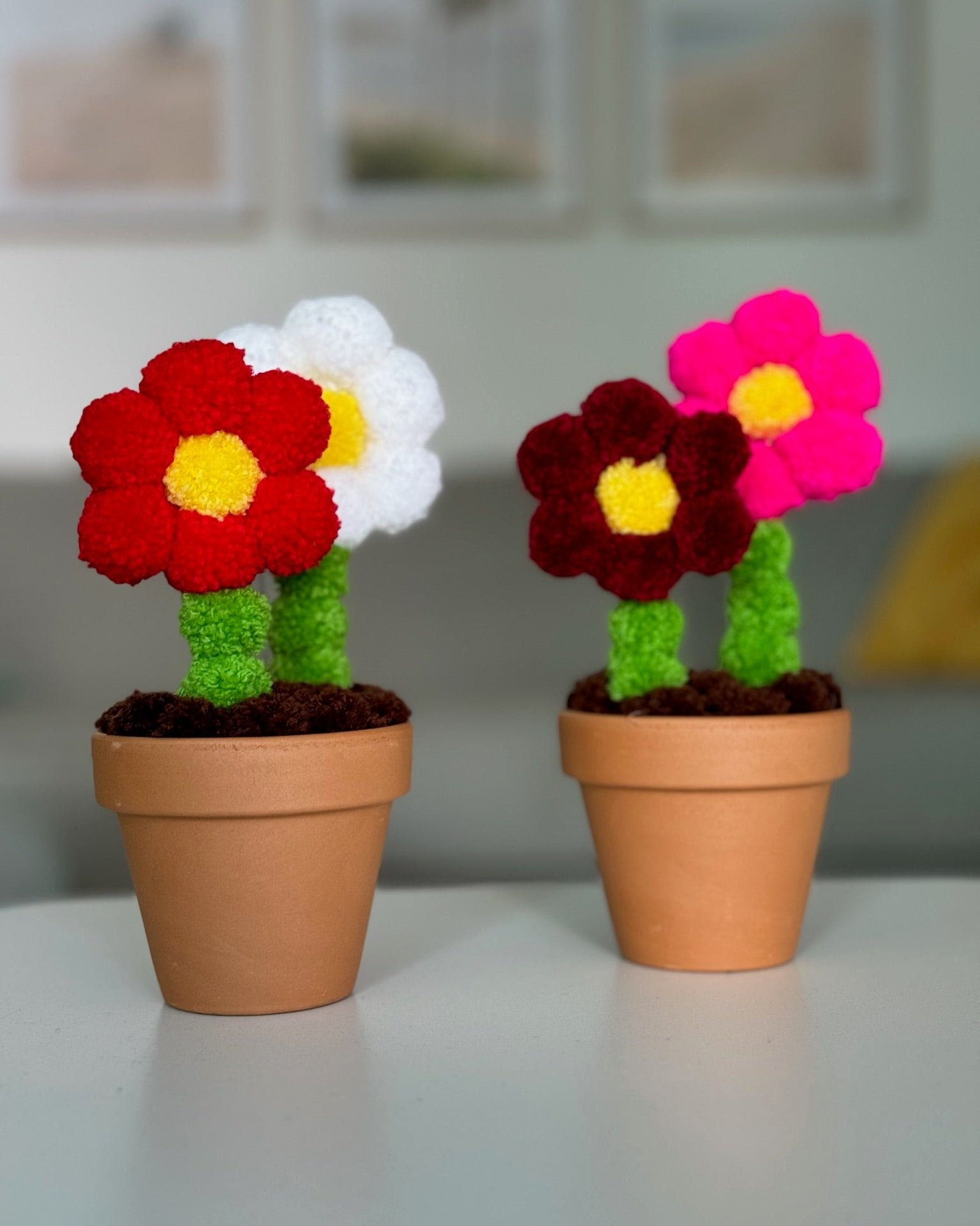 Pom pom roža, dve roži v glinenem lončku na mizi